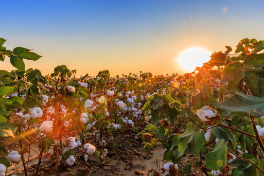 US sustainable cotton