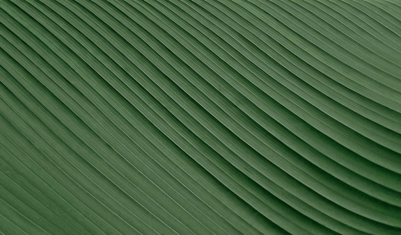 A leaf, zoomed in