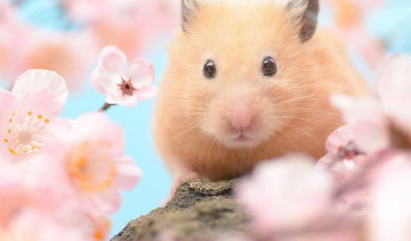 Un hamster de couleur crème posé sur une branche de cerisier en fleur et sur fond de ciel bleu