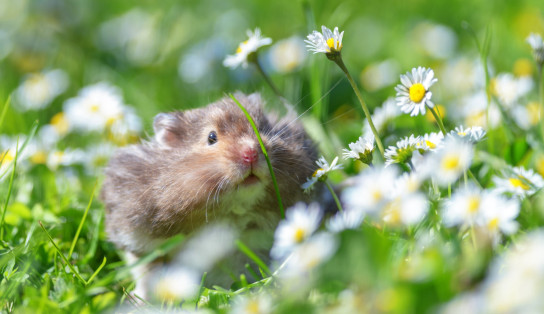 Hamster grignotant une fleur dans un champs