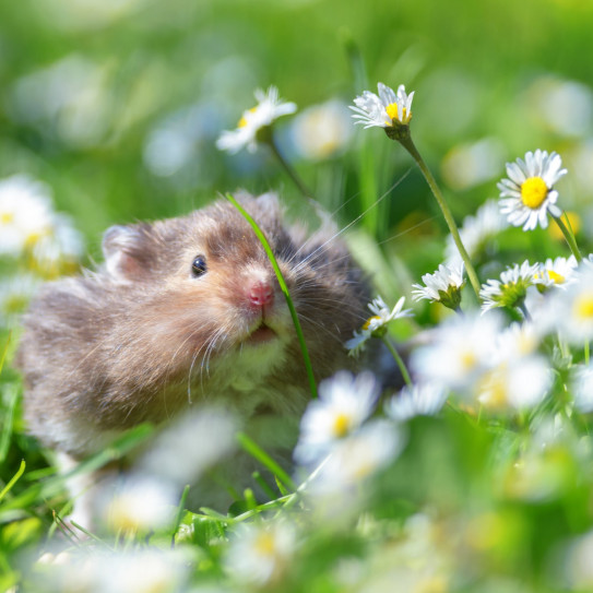 Hamster grignotant une fleur dans un champs