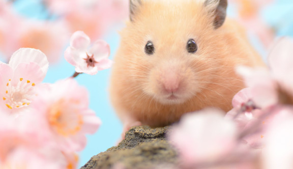 Un hamster de couleur crème posé sur une branche de cerisier en fleur et sur fond de ciel bleu