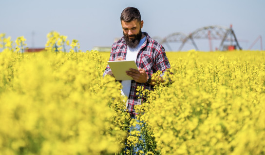 Agriculteur regardant les données de son champs de colza sur sa tablette